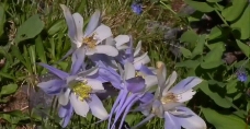 春天鲜花盛开视频素材