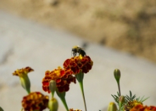 蜜蜂与花朵图片