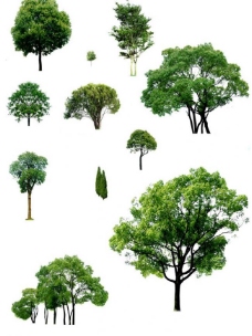 树木大树图片
