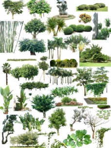 室外植物图片