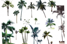 各种椰子树图片