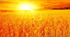 黄色背景阳光照耀的金黄的麦田丰收景色图片
