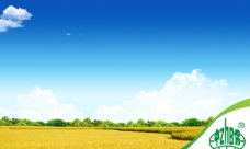 蓝天白云水稻丰收背景图片