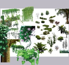 植物绿叶藤萝图片