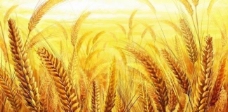金黄色的小麦图片