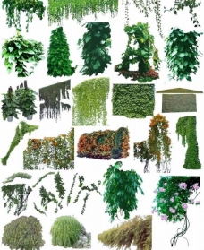 藤本植物图片