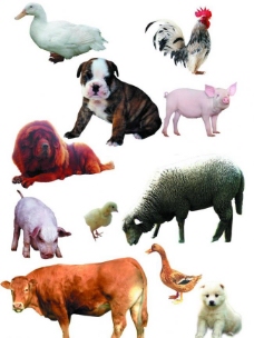 宠物猪动物家禽一组图片