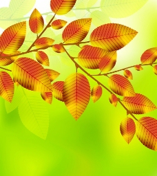 黄色背景树叶图片