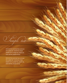 小麦麦穗图片